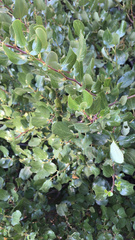 Ceanothus velutinus