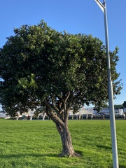 Metrosideros excelsa