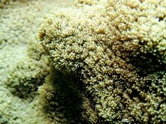 Anthozoa