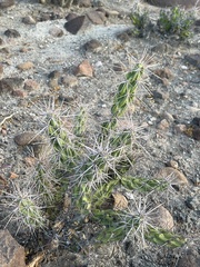 Grusonia robertsii
