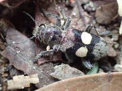 Enoclerus bimaculatus