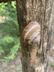 Helix lucorum