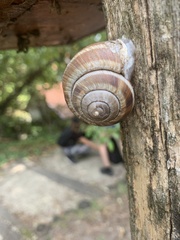 Helix lucorum