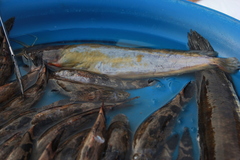 Clarias macrocephalus