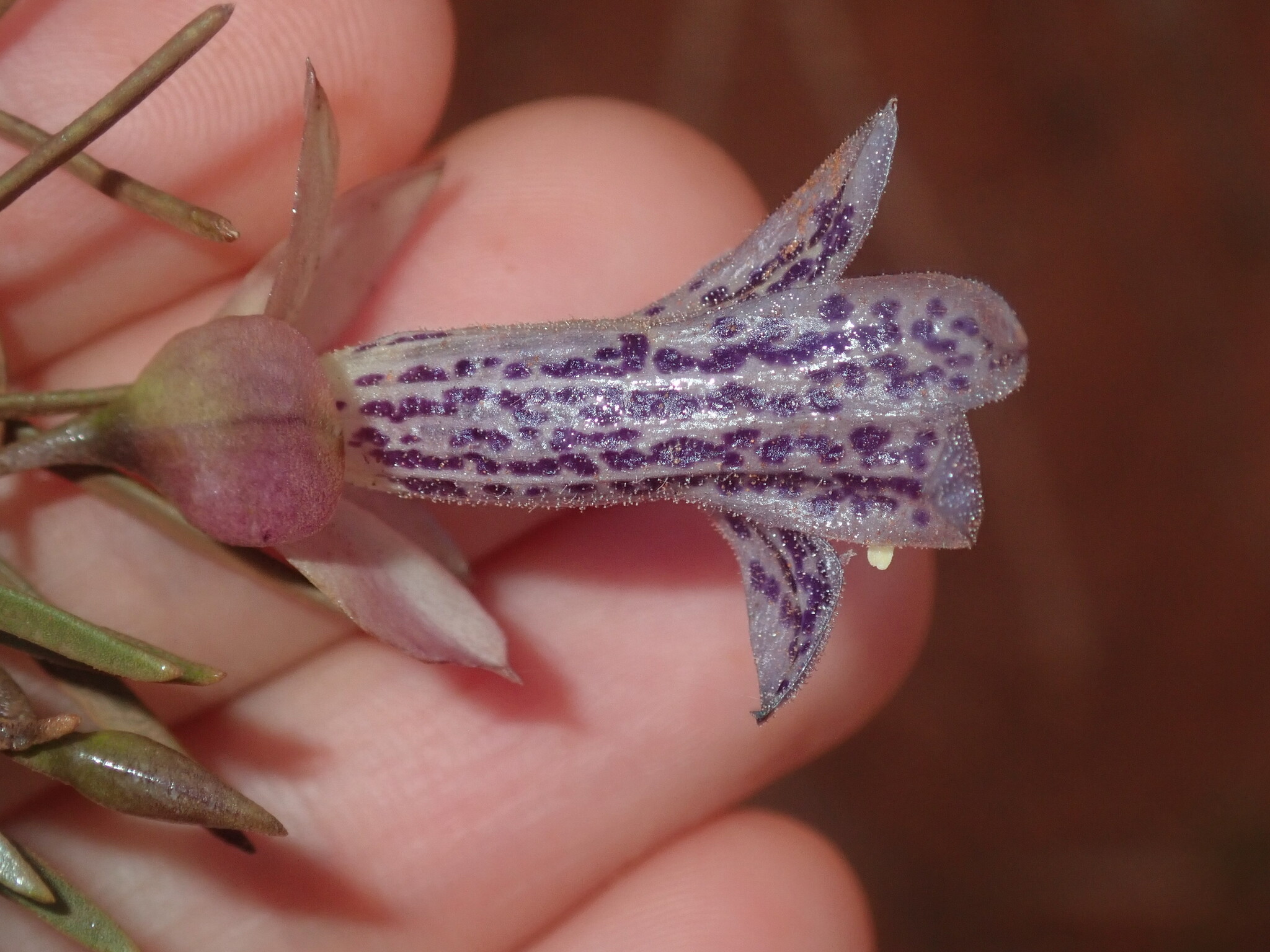 Eremophila abietina