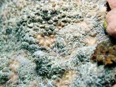 Anthozoa