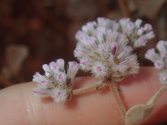 Ptilotus obovatus