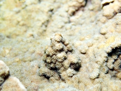 Echinopora gemmacea