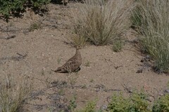Pterocles namaqua