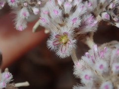 Ptilotus obovatus
