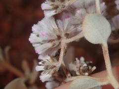 Ptilotus obovatus