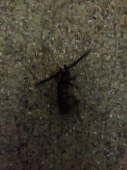 Prionus coriarius