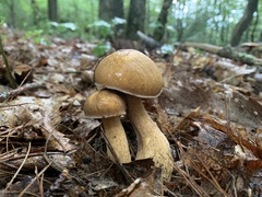 Boletus variipes