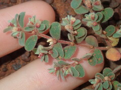 Euphorbia australis