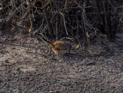 Pseudasthenes steinbachi