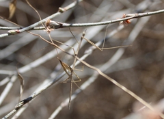 Parabacillus hesperus