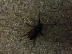 Prionus coriarius