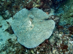 Duncanopsammia peltata