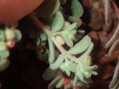 Euphorbia australis