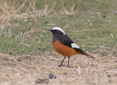 Phoenicurus erythrogastrus