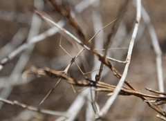 Parabacillus hesperus