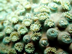 Duncanopsammia peltata