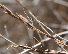 Parabacillus hesperus