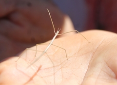 Parabacillus hesperus