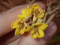 Senna artemisioides