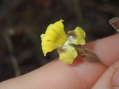 Goodenia triodiophila