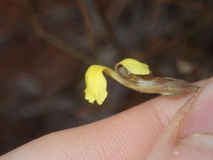 Goodenia triodiophila