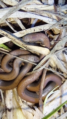 Duberria lutrix
