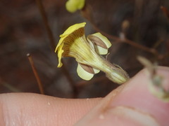 Goodenia triodiophila