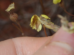 Goodenia triodiophila