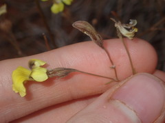 Goodenia triodiophila