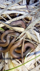Duberria lutrix
