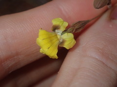 Goodenia triodiophila