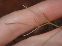 Goodenia triodiophila