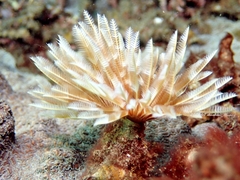 Sabellida