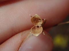 Goodenia triodiophila