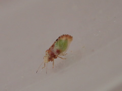 Nyctiphalerus propinquus