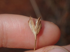 Goodenia triodiophila