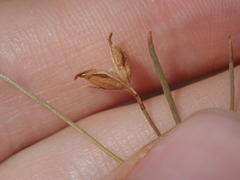 Goodenia triodiophila