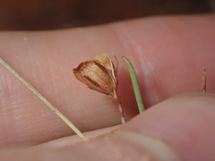Goodenia triodiophila