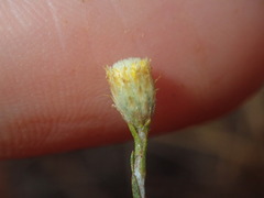 Chrysocephalum puteale