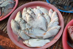 Barbonymus gonionotus