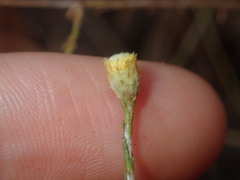 Chrysocephalum puteale