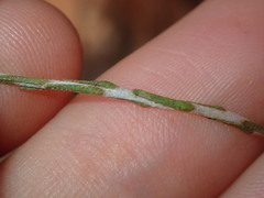 Chrysocephalum puteale