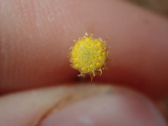 Chrysocephalum puteale