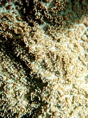 Anthozoa